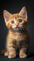 Adorable Ginger Kitten Looking Up.