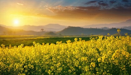 Mustard flowers, Golden Sunrise Over a Vast Field of Blooming Yellow Flowers