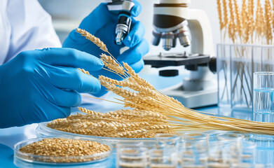Scientist examining grains and wheat under a microscope in a lab.