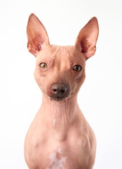 A close-up portrait of an American Hairless Terrier dog against a white background, highlighting...