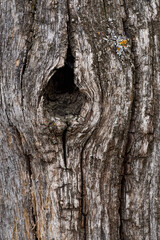 old texture tree gray natural 