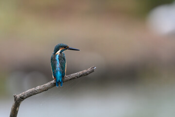 Common Kingfisher standing on the branch