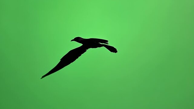 Silhouette of a large bird is gracefully gliding through the air, its wings outstretched against a vibrant green screen background. Perfect for visual effects and compositing work