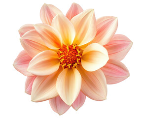 flower isolated on white