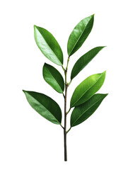 Fototapeta premium green leaf isolated on white background