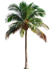 palm tree isolated on white