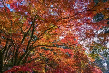 青空バック見上げるちょうど見頃のカラフルなモミジの紅葉情景