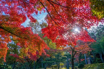 光を浴びて輝くカラフルなモミジの紅葉と光条のコラボ情景