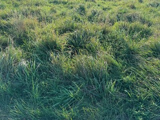 grass in the wind