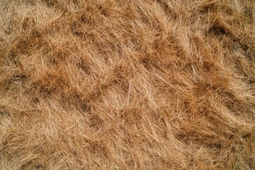 Fototapeta premium close-up of dried grass and hay