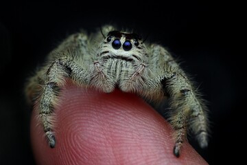 portrait of jumping spider hylus diardi female on finger, 19 September 2024 Indonesia