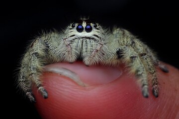 portrait of jumping spider hylus diardi female on finger, 19 September 2024 Indonesia