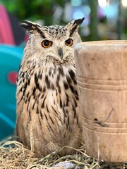 An owl is staring standing behind a log.