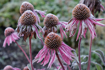 Close up of Echinacea flowers (coneflower) covered with hoarfrost. Frost in Autumn season in the garden