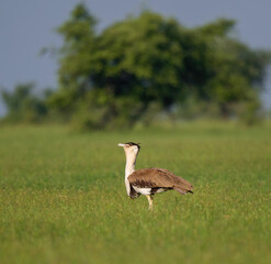 Great Indian Bustard Male At Thar Desert 
