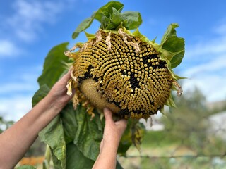 hands pensioner elderly woman farmer checking maturity of sunflower seeds on green stem in garden plot in autumn. concept of active lifestyle in retirement