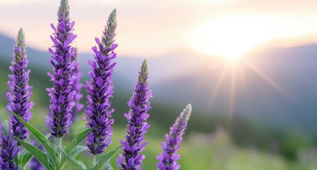 Fototapeta premium Vibrant purple wildflowers blooming in nature