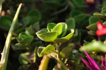 Beautiful Green Small Ajwain Plants Closeup In The Garden