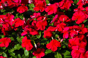 Red Vinca Minor Flower Groups With Green Leaves