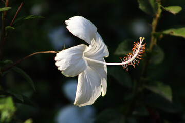 White Hibiscus Flower With Long Pistil Closeup