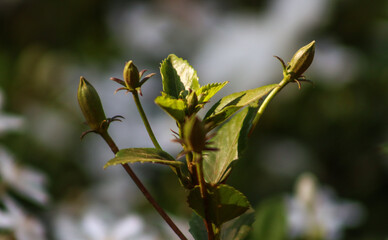 Green Rose Buds Plant With Green Leaves