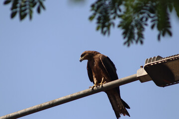 Big Eagle Resting On The Road Side Street Light