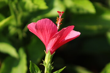 Beautiful Hibiscus Plant With Leaves Background