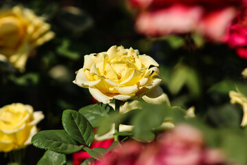 Peace Rose Yellow Rose Garden Flower Closeup With Blur Background