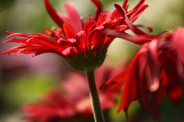 Closeup Of Red Daisy Flower With Beautiful Color