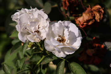 White Roses Blooming Together Closeup