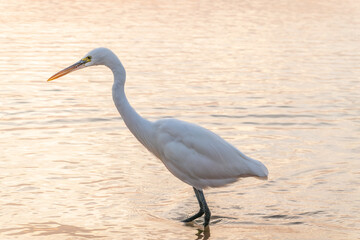 Great egret (Ardea alba), a medium-sized white heron fishing on the sea beach