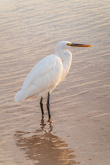 Great egret (Ardea alba), a medium-sized white heron fishing on the sea beach