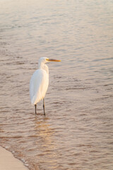 Great egret (Ardea alba), a medium-sized white heron fishing on the sea beach