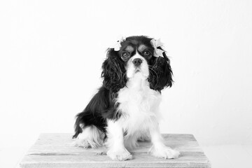 The beautiful King Charles Cavalier dog