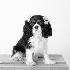 The beautiful King Charles Cavalier dog