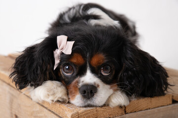 The beautiful King Charles Cavalier dog