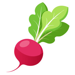 Fresh organic ripe radish vegetable with green leaves, perfect for healthy salads and cooking ingredients isolated on white background