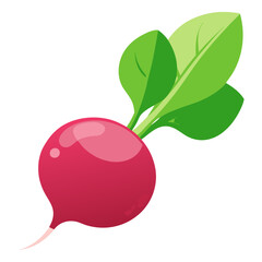 Fresh organic ripe radish vegetable with green leaves, perfect for healthy salads and cooking ingredients isolated on white background