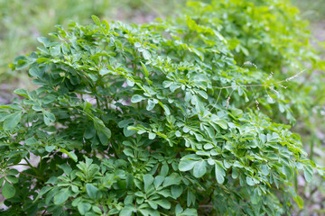 マツカゼソウ（松風草）薬草