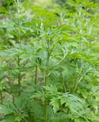 メハジキ（薬草）