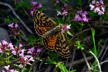 Roter Scheckenfalter (Melitaea didyma) auf Thymian-Blüte // Spotted fritillary on Thyme blossom 