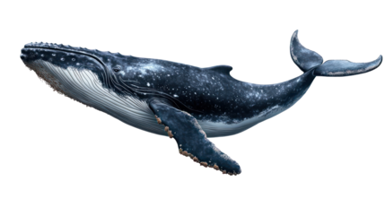 dolphin isolated on white background