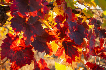 Vine red leaf close-up on a blurry background. Colorful autumn background. Leaves in bright sunlight view from below. Ripe grapes, the concept of harvesting, maturation. Full frame red-orange leaves