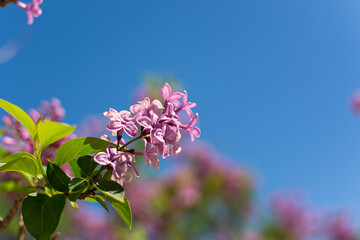 Lilac branch blue sky. Bright spring natural background. A branch of delicate lilac against a clear sky with space for text. Beautiful flowers bloomed in spring. The concept of romance, fragility
