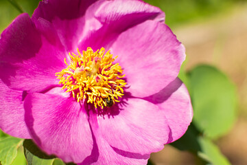 Pink peony macro. Bright petals in close-up. Beautiful natural floral background. The concept of fragrance, aromatherapy. Bright flowers bloomed in the garden. The bee collects nectar. Spring time