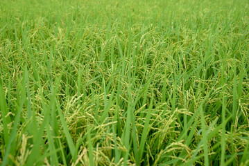 A large rice field with green leaves beginning to produce yellow ears.
