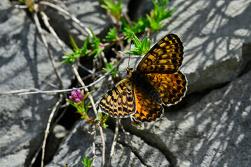 Roter Scheckenfalter (Melitaea didyma) auf Thymian-Blüte // Spotted fritillary on Thyme blossom 
