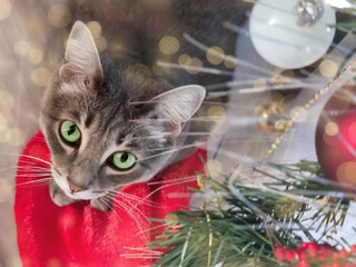 top view of gray cat with green eyes lies under a Christmas tree. Christmas or New Year concept.