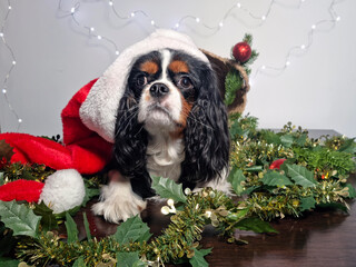 a cute puppy sitting in a red Santa Claus hat on a white background with a garland. Christmas concept. Cavalier King Charles Spaniel tricolor.