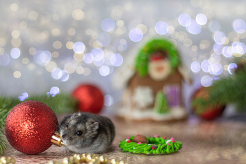 a hamster hamster gnawing on a red Christmas ball against a background of Christmas decorations and bokeh. Christmas or New Year concept. soft focus